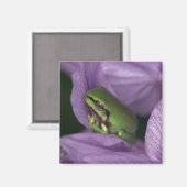Weißer Baumfrosch Magnet (Vorderseite/Rückseite)
