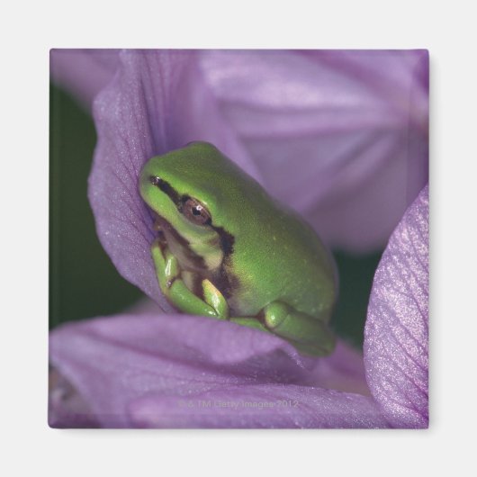 Weißer Baumfrosch Magnet (Vorne)