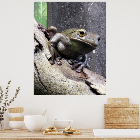 Weißer Baumfrosch Poster (Küche)