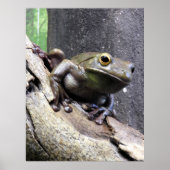 Weißer Baumfrosch Poster (Vorne)