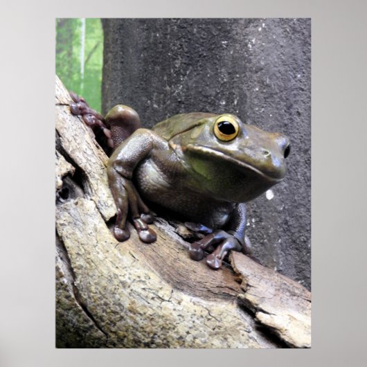 Weißer Baumfrosch Poster (Vorne)