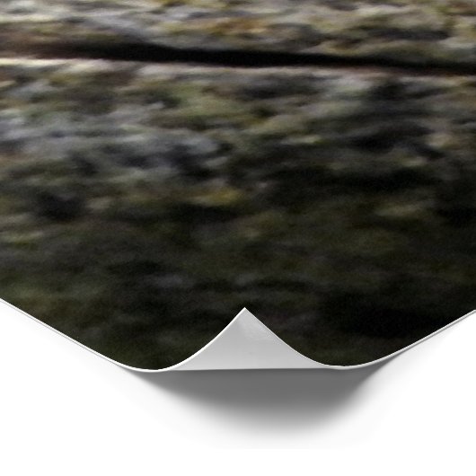 Weißer Baumfrosch Poster (Ecke)