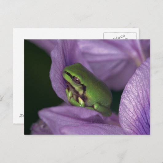 Weißer Baumfrosch Postkarte (Vorne/Hinten)