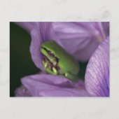 Weißer Baumfrosch Postkarte (Vorderseite)
