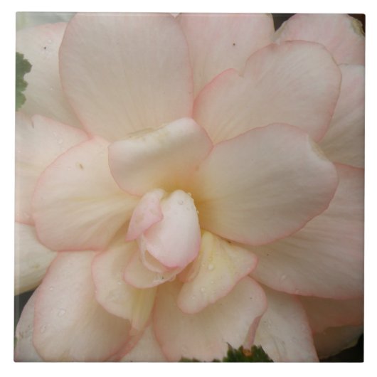 Weißer Begonia-Blume Fliese (Vorderseite)