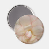 Weißer Begonia-Blume Magnet (Vorderseite/Rückseite)