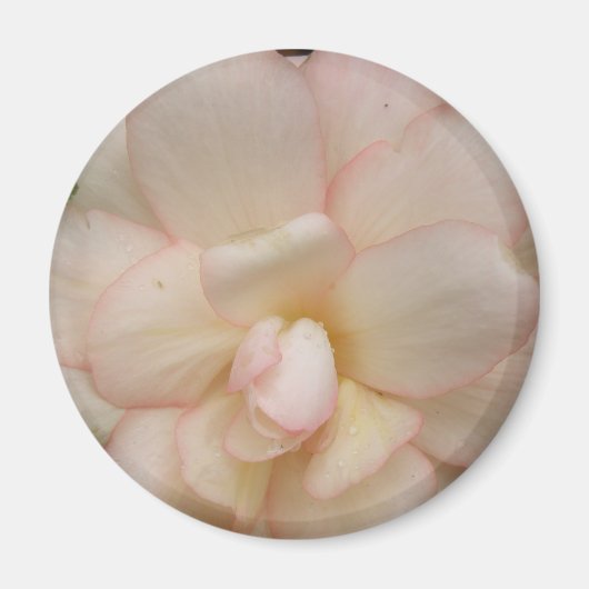Weißer Begonia-Blume Magnet (Vorne)