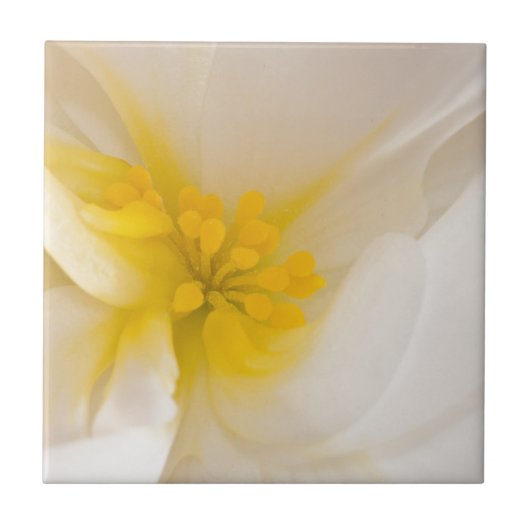 Weißer Begonia Fliese (Vorderseite)