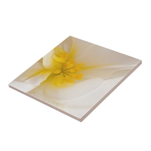 Weißer Begonia Fliese (Seite)