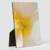 Weißer Begonia Fotoplatte (Seite)