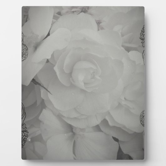 Weißer Begonia Fotoplatte (Vorderseite)