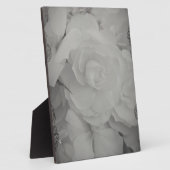 Weißer Begonia Fotoplatte (Seite)