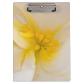 Weißer Begonia Klemmbrett (Vorderseite)