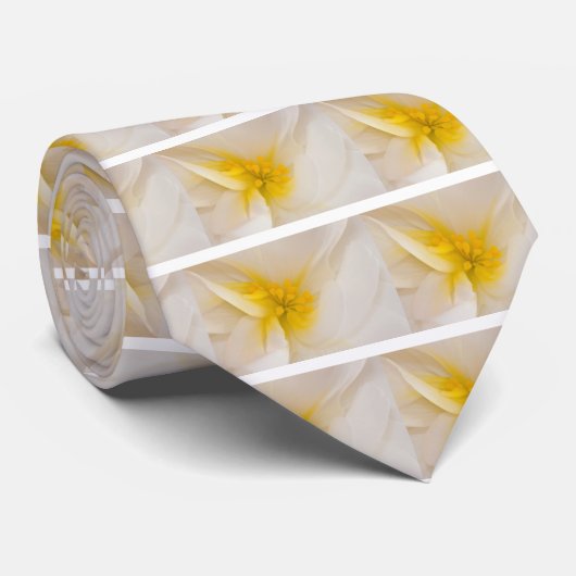 Weißer Begonia Krawatte (Gerollt)