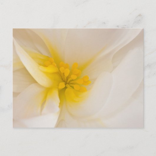 Weißer Begonia Postkarte (Vorderseite)
