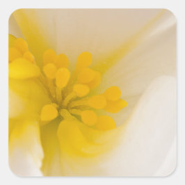 Weißer Begonia Quadratischer Aufkleber