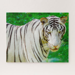 Weißer Bengal-Tiger. Große Katzen. Puzzle