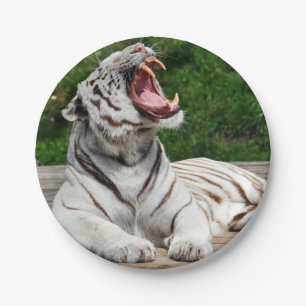 Weißer Bengal-Tiger-Papierteller Pappteller