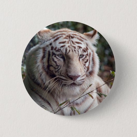 Weißer bengalischer Tiger Button (Vorderseite)