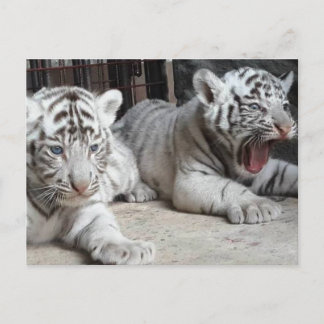 Weißer bengalischer Tiger CUB, Trinidad-Postkarte Postkarte