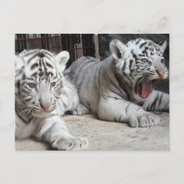 Weißer bengalischer Tiger CUB, Trinidad-Postkarte Postkarte