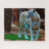 Weißer Bengalischer Tiger. Große Katzen. Puzzle (Horizontal)