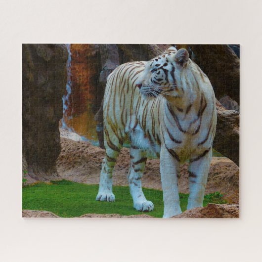 Weißer Bengalischer Tiger. Große Katzen. Puzzle (Horizontal)