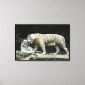 Weißer Bengalischer Tiger ummantelt Leinwanddruck (Vorderseite)