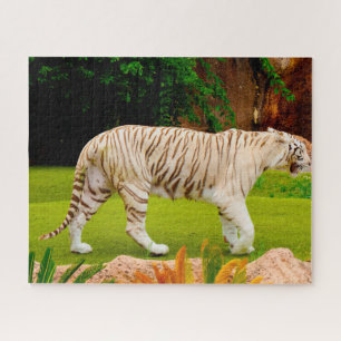 Weißer Bengaltiger. Große Katzen. Puzzle