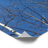 Weißer Birkenbaum gegen die Natur des blauen Himme Poster (Ecke)