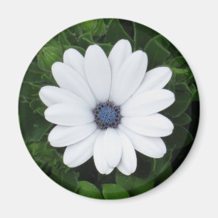 Weißer Blume-Magnet Magnet
