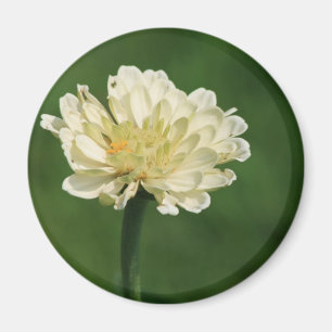 weißer Blumenmagnet Magnet