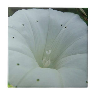 Weisser Blütenkelch Fliese