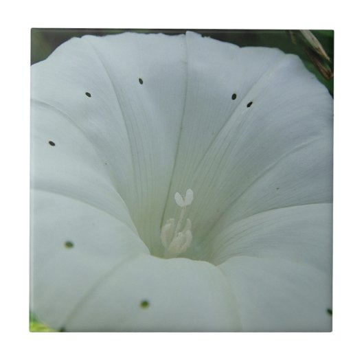 Weisser Blütenkelch Fliese (Vorderseite)