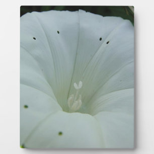 Weisser Blütenkelch Fotoplatte