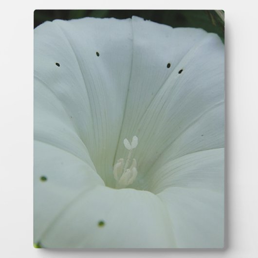 Weisser Blütenkelch Fotoplatte (Vorderseite)