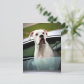 Weißer Boxer im Auto Postkarte (Stehend Vorderseite)