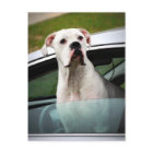 Weißer Boxer im Auto