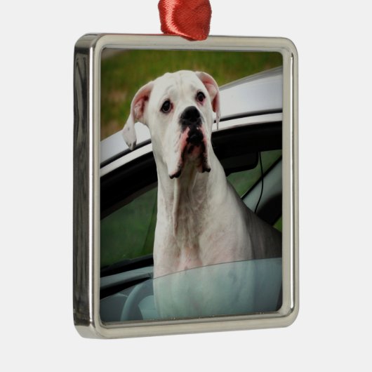 Weißer Boxer in einem Auto Ornament Aus Metall (Rechts)