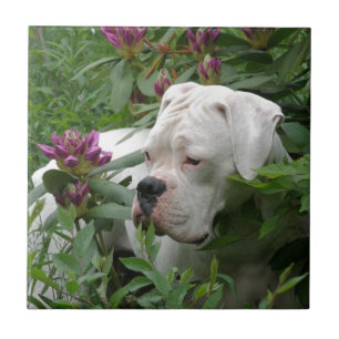 Weißer Boxer in rosa Rhodies Fliese
