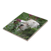 Weißer Boxer in rosa Rhodies Fliese (Seite)