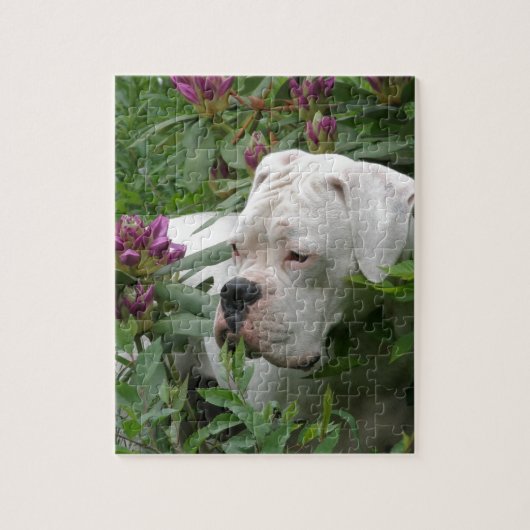 Weißer Boxer in rosa Rhodies Puzzle (Vertikal)