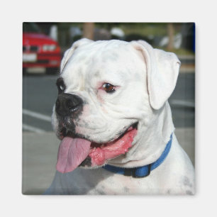 Weißer Boxermagnet Magnet