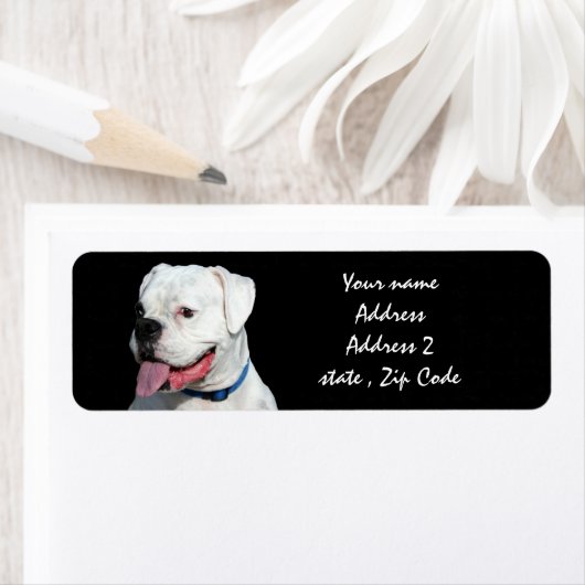 Weißer Boxhund (Insitu)