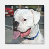 Weißer Boxmagnet Magnet (Vorne)