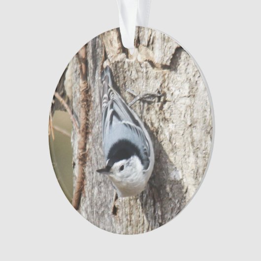 Weißer-breasted Kleiber Ornament (Vorderseite)