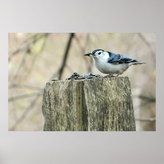 Weißer Brustkern mit Samen-Poster Poster (Vorne)