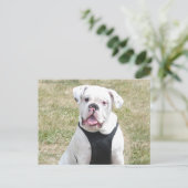 Weißer Bulldog Postkarte (Stehend Vorderseite)