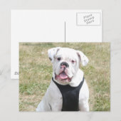 Weißer Bulldog Postkarte (Vorne/Hinten)