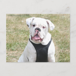 Weißer Bulldog Postkarte